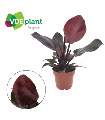 Philodendron