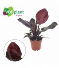 Philodendron