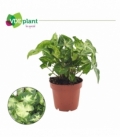 Syngonium