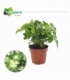 Syngonium