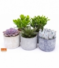 succulents