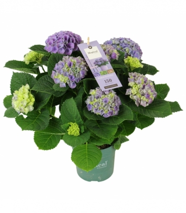 Hydrangea