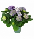 Hydrangea