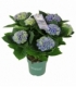 Hydrangea