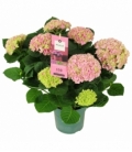 Hydrangea