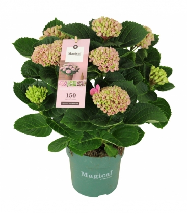 Hydrangea
