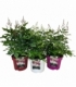 Astilbe