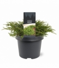 Juniperus