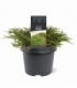 Juniperus