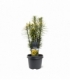 Cephalotaxus