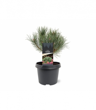 Pinus