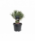 Pinus