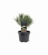 Pinus