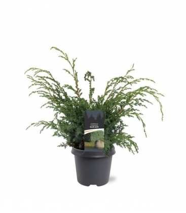 Juniperus