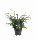 Juniperus
