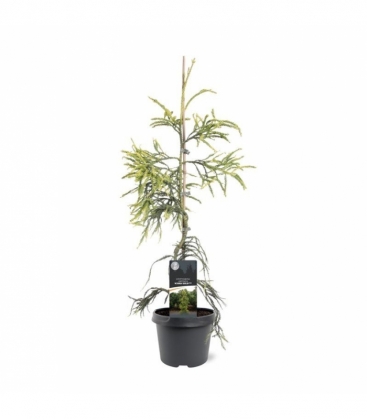 Cryptomeria