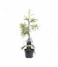 Cryptomeria