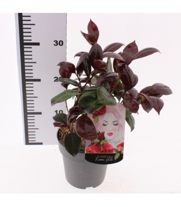 Camellia