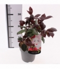Camellia