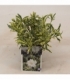Gardenia