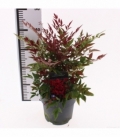 Nandina