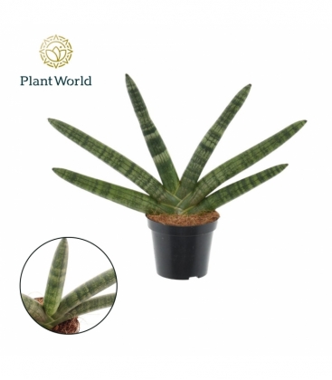 Sansevieria