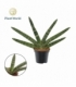 Sansevieria