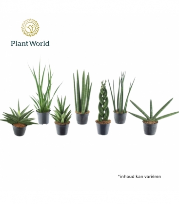 Sansevieria