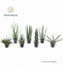 Sansevieria