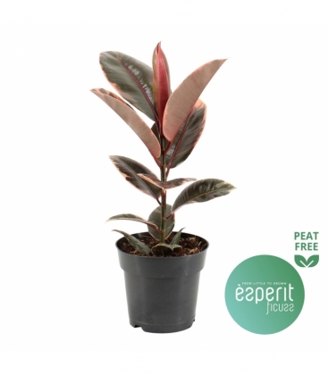 Ficus