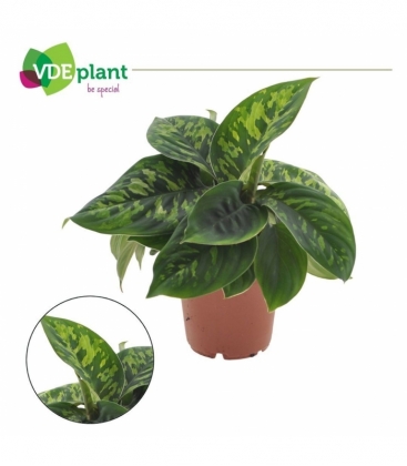Homalomena