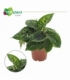 Homalomena