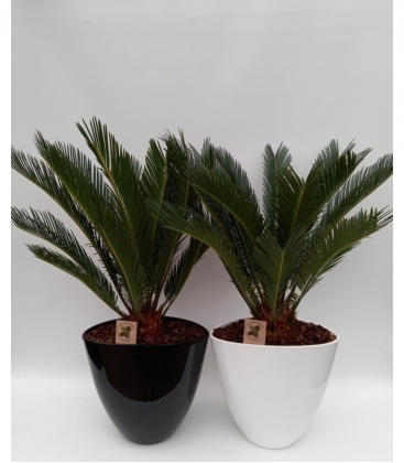 Cycas