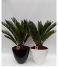 Cycas