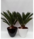 Cycas