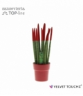 Sansevieria