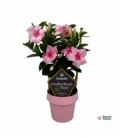Mandevilla