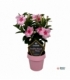 Mandevilla