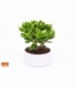 Crassula