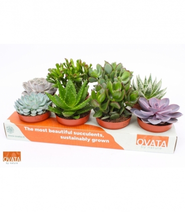 succulents