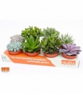 succulents