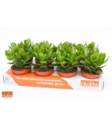 Crassula