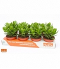 Crassula