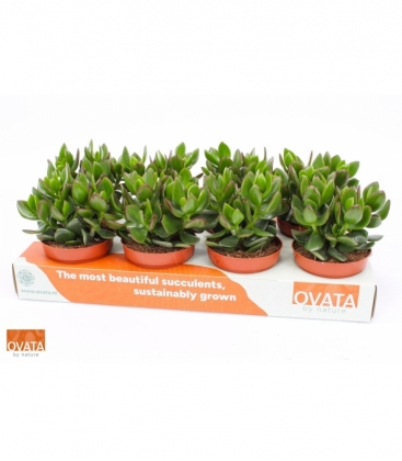 Crassula