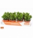 Crassula