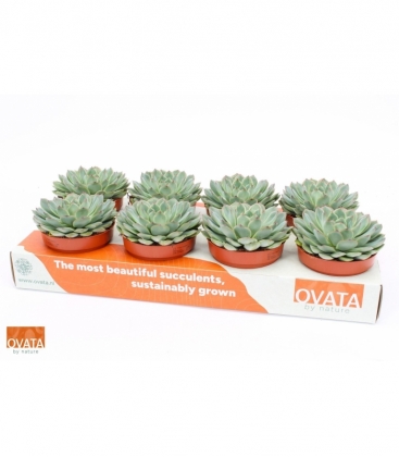 Echeveria