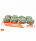 Echeveria