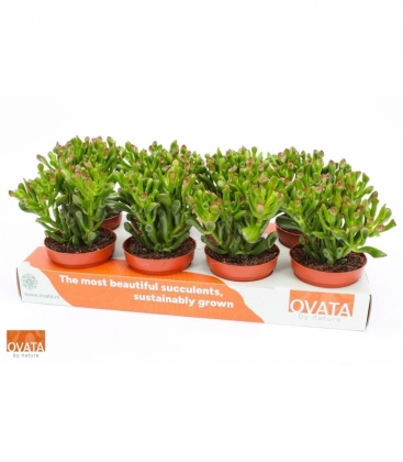 Crassula