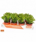 Crassula