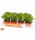Crassula